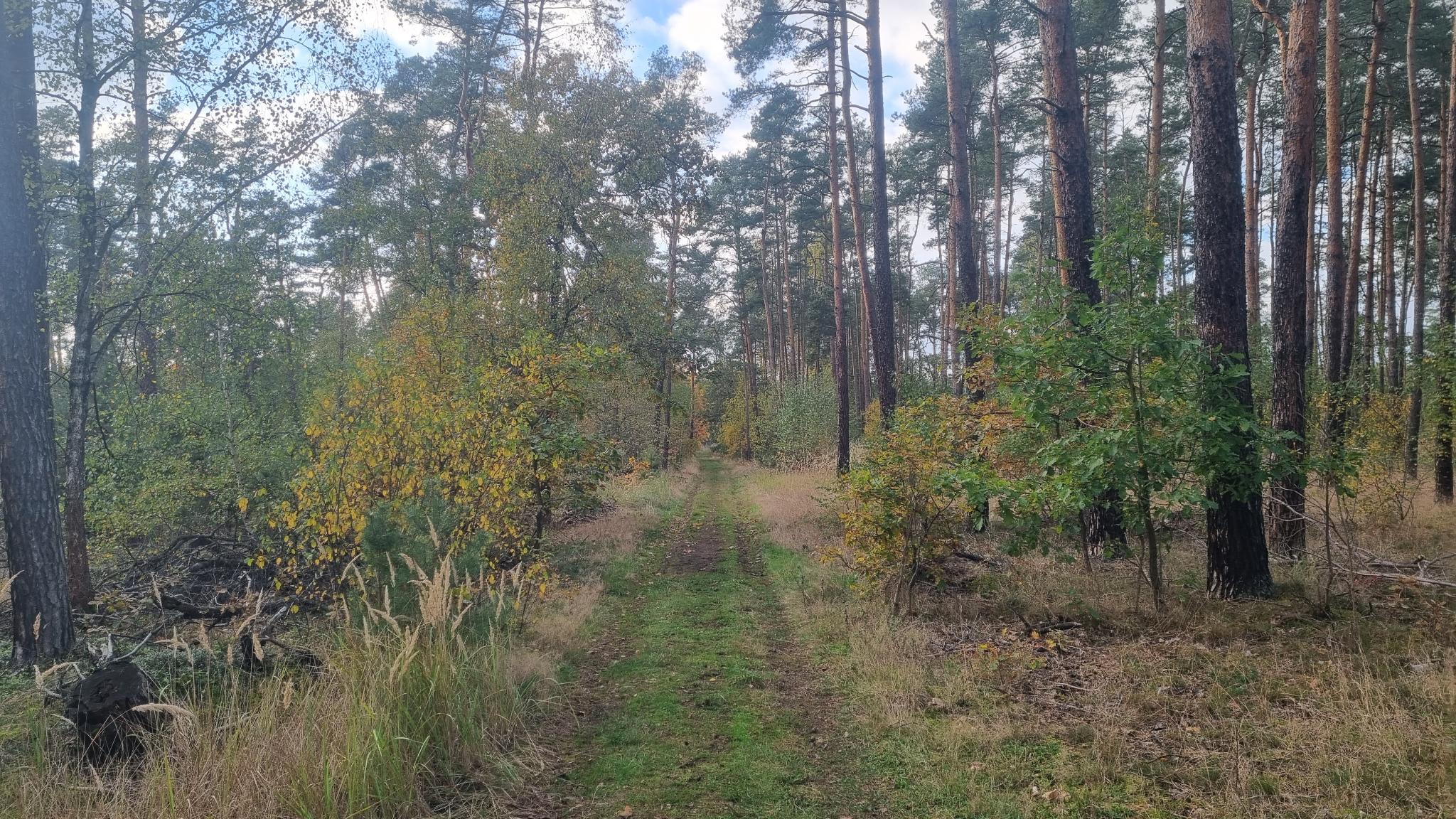 Path in a forest